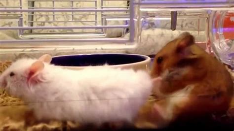 hamster porn tube|Free Sex Porn Videos .